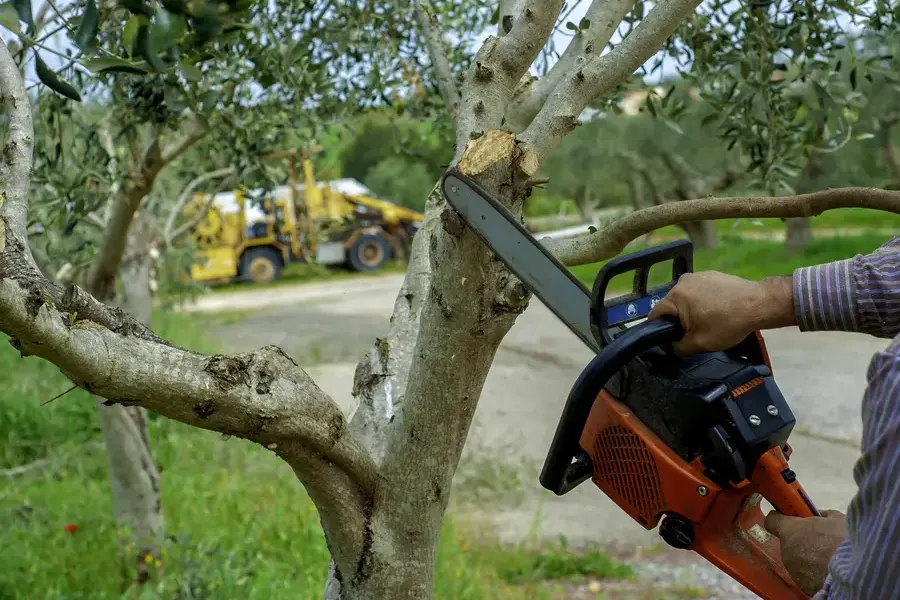 How Tree Branch Removal Prevents Property Damage Nixon, TX How Tree Branch Removal Prevents Property Damage Nixon, TX