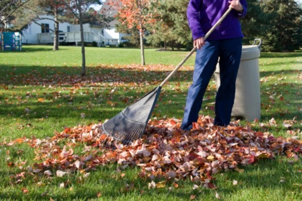 Yard Cleanup